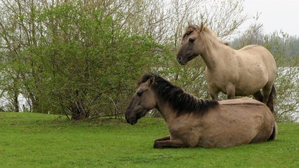 Koniks (Polish Primitive Horses) © Yvonne