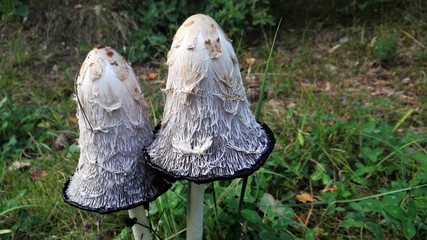 Inky cap mushrooms