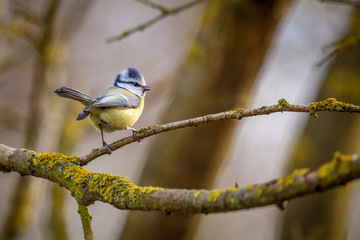 Blue tit on branch