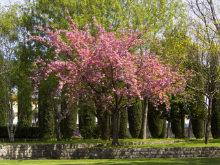 Un ciliegio in fiore.