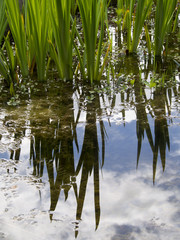 Piante che riflettono in uno stagno.