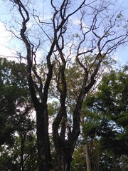 Fototapeta premium Leafless