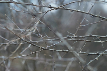 Branches of prickly bush in early spring.