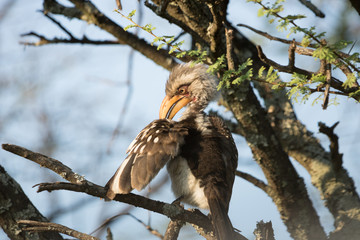 Southern yellow-billed hornbill