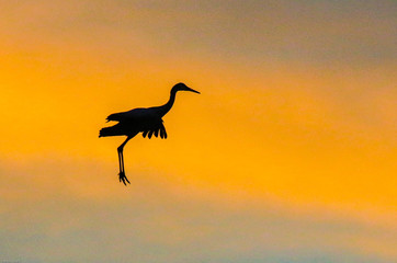 Sandhill crane in flight at sunset with colorful clouds at Bosque del Apache National Wildlife Refuge, San Antonio, New Mexico