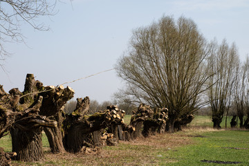 Spring cleaning on a meadow at the farm. Pruning the willow branch growing at the drainage ditch.