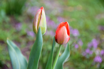 Fototapeta Dwa świeże, czerwone tulipany. obraz