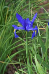 Coloring early summer "Dutch Iris"(blue)