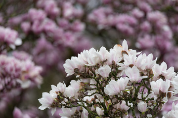 Magnolie (Magnolia) Frühlingserwachen