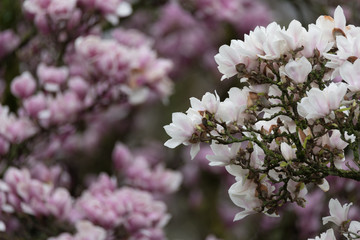 Magnolie (Magnolia) Frühlingserwachen