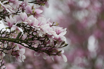 Fototapeta na wymiar Magnolie (Magnolia) Frühlingserwachen