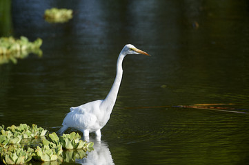Great Egret (Ardea alba) Lake Chapala, Jocotopec, Jalisco, Mexico