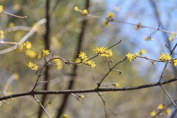 Small yellow flowers of European cornel or Cornelian cherry dogwood (Cornus mas) on bare branches