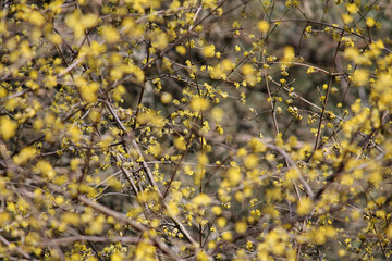 Small yellow flowers of European cornel or Cornelian cherry dogwood (Cornus mas) on bare branches