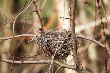 Vogelnest im Gestrüpp 