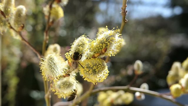 honeybee on catkin at willow tree in springtime.