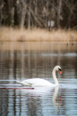 Schwan auf dem Wasser