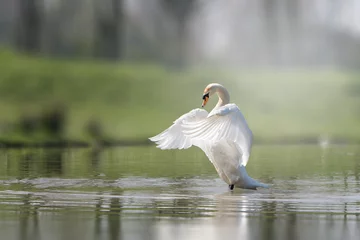 Fotobehang Swan © Mariska