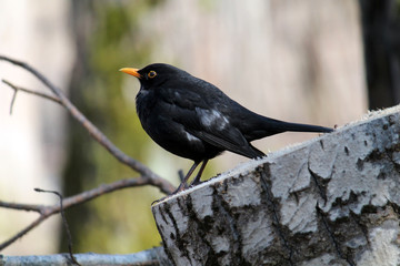 Male common blackbird or Turdus merula