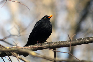 Male common blackbird or Turdus merula on branch