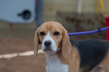 close up of beagle