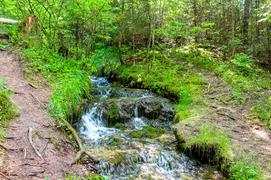 Forest stream "Gremuchiy ruchey" - Natural landmark in Zhukovsky district, Kaluzhskoy region, Russia
