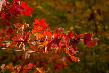 Fall Leaves