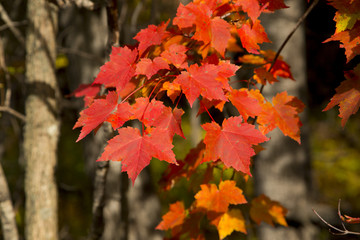 Fall Leaves