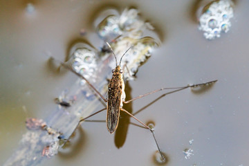 Wasserläufer auf Wasser 