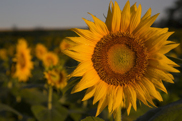 Morning Sunflower