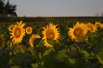 Early Morning Sunflowers