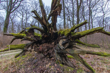 Roots