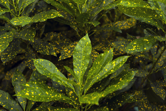 floral background - green in gold speckls leaves of Gold Dust Croton (Codiaeum variegatum, garden croton or variegated croton)