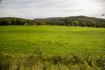Green Pasture