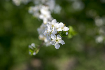 Spring blooming tree, blossom. .A branch of a flowering tree on a bright, juicy, whole backgroundSakura flower branch. Macro of fruit-tree, close up.