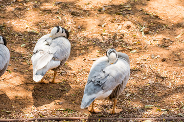 white couple swan resting near the pond.
