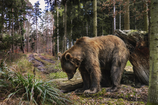 large brown bear scratches its back on a tree stump in a beautiful light forest.