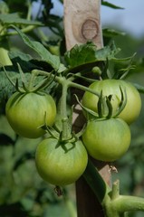 tomates vertes