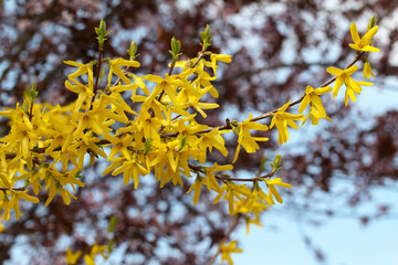 Forsythia / Forsythia in bloom in the spring
