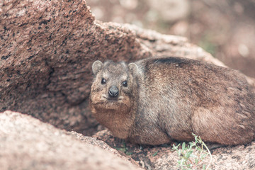 Dassie | Hyrax