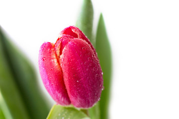 Naklejka premium Beautiful red Tulip with rain drops on white background