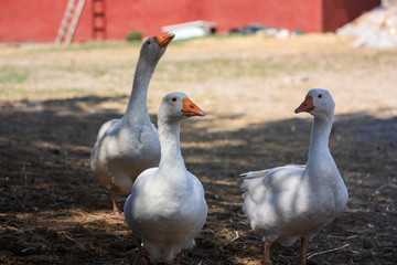 Two Big White Gooses with Orange Nebs Walking on the Glade at the Cloudy Day