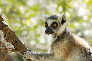 Ring tailed Lemur