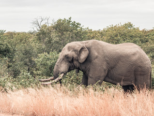 Fototapeta premium African Elephant