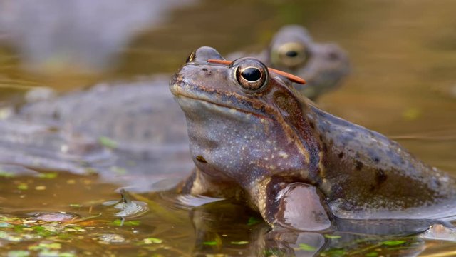 European common frog (Rana temporaria) mating