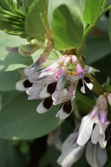 Flower of broad bean