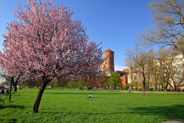 Fototapeta Obsypane różowymi kwiatami kwitnące drzewo w parku w Krakowie, Polska,  w tle wieżą zamku na wawelu, inne budynki i rośliny, mlody chłopak siedzi na zielonej trawie, ludzie spacerują obraz