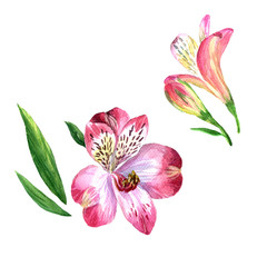 Watercolor Alstroemeria isolated on white background. Botanical illustration.