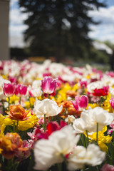 Tulip festival in Australia during blooming season