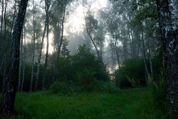 Fog early in the morning in the summer forest